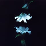 Nocturne by Wasia Project