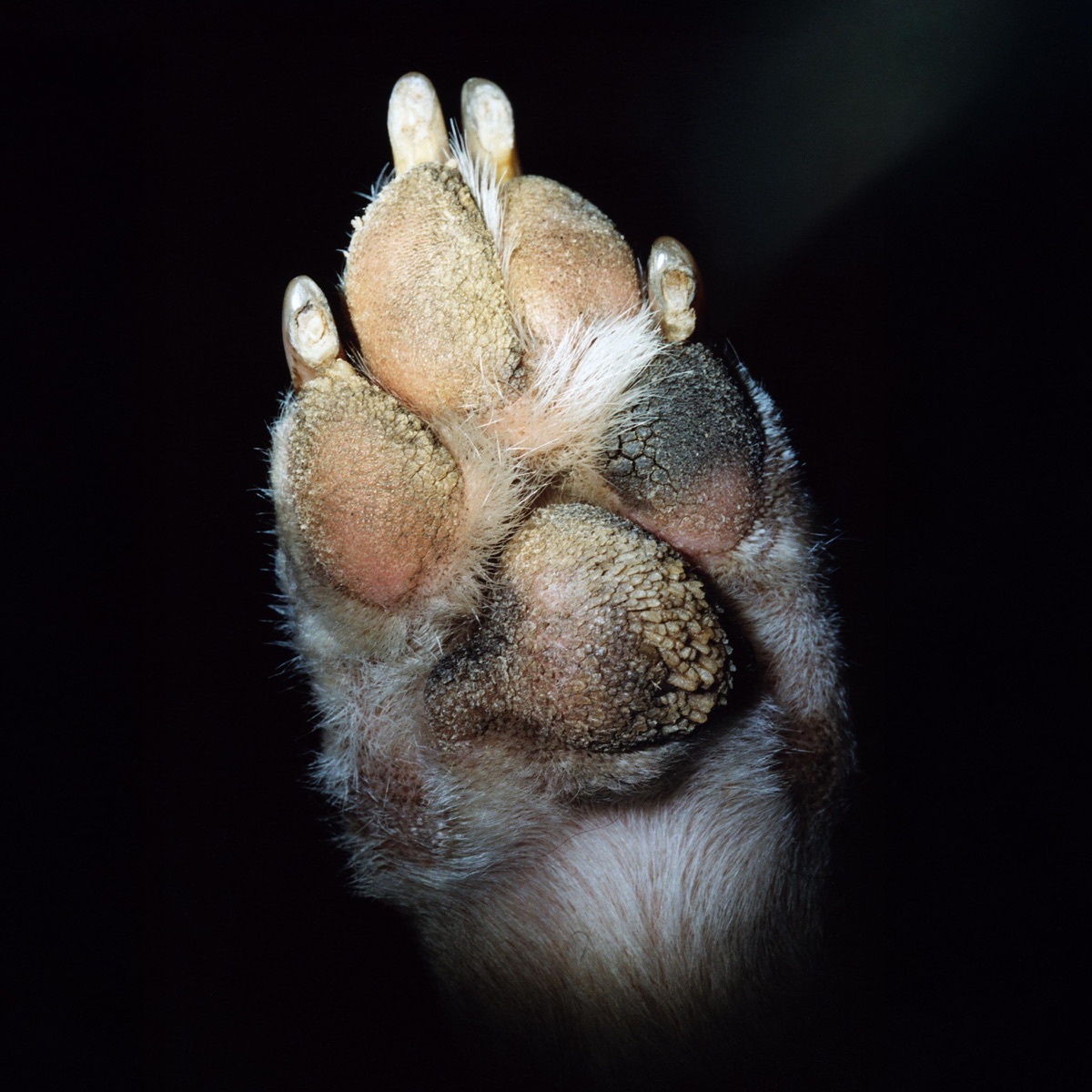 Paw by Avery Tucker