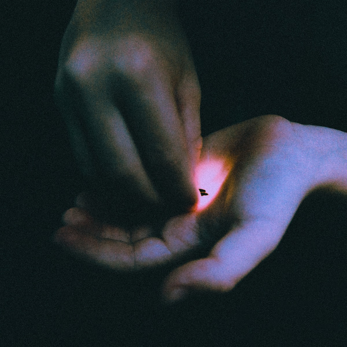 Stray by Bambara