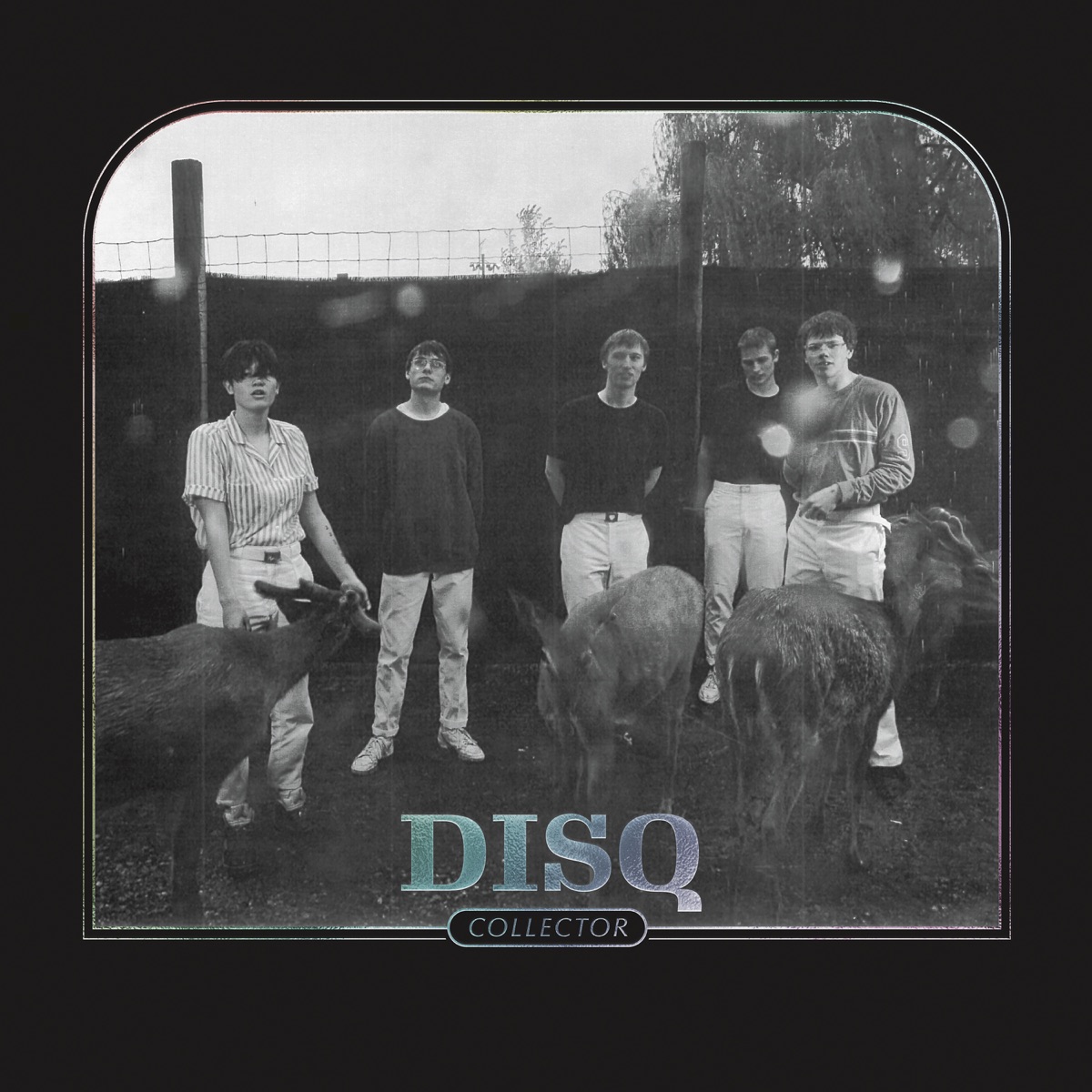 Collector by Disq