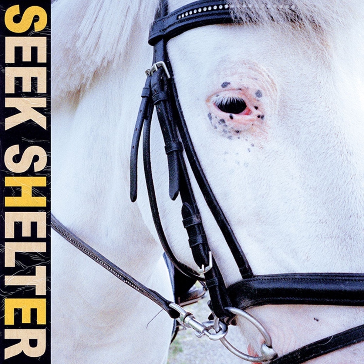 Seek Shelter by Iceage