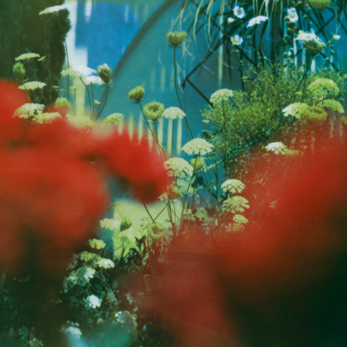 The Haze by Pulled Apart By Horses