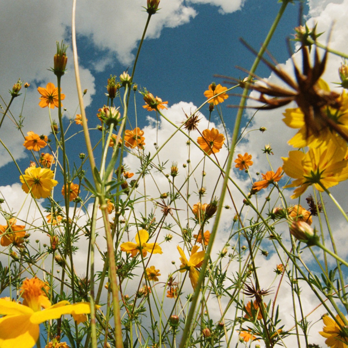 You Are Spring! by Tasha