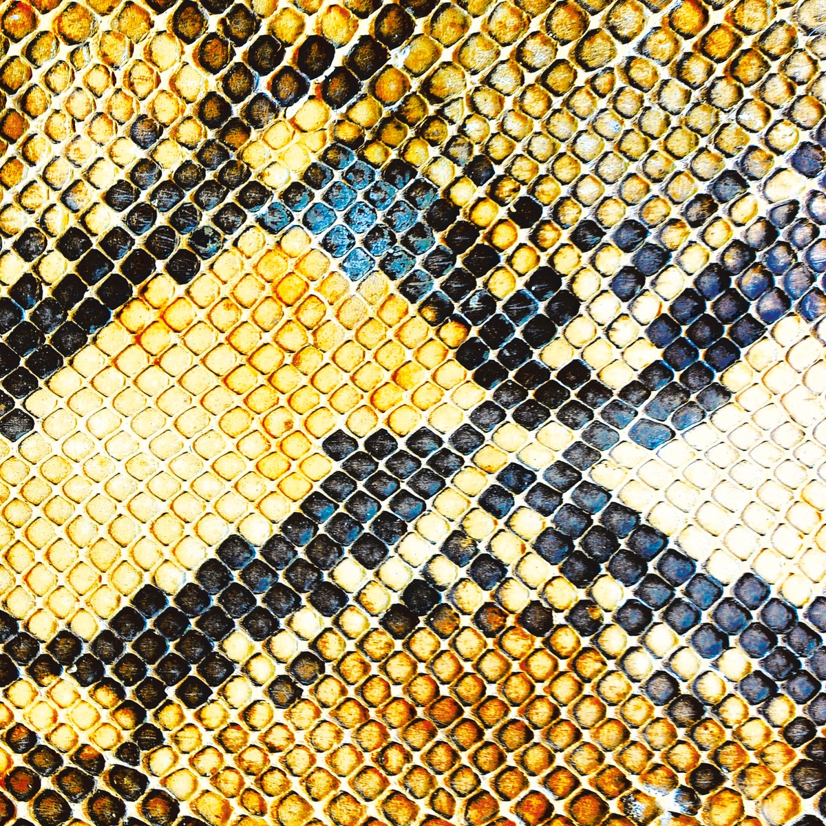 Amphetamine Ballads by The Amazing Snakeheads