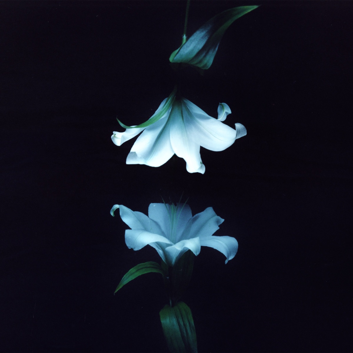 Nocturne by Wasia Project