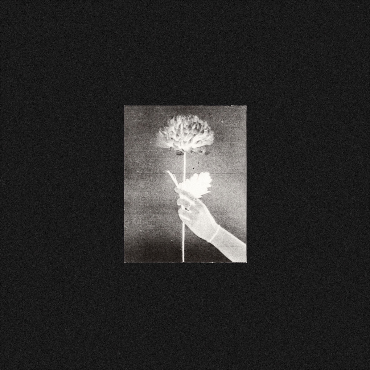 Day By Day by White Flowers